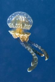 Hans Leijnse - Colourful, poisonous Mangrove Jellyfish