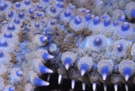 Hans Leijnse - Spiny Starfish close up detail of spines, United Kingdom