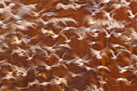 Scott Leslie - Great Black-backed Gull and Herring Gull flock, Sheffield Mills, Nova Scotia, Canada