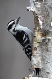 Scott Leslie - Downy Woodpecker, Canada