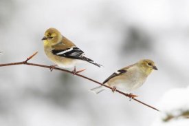 Scott Leslie - American Goldfinch pair, Nova Scotia, Canada