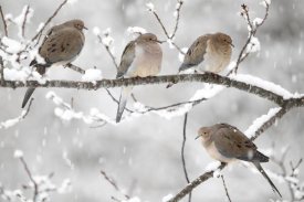 Scott Leslie - Mourning Dove group in winter, Nova Scotia, Canada