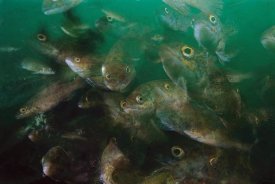 Scott Leslie - Cunner fish, multiexposed 16x, Nova Scotia, Canada