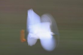 Scott Leslie - Snowy Egret flying, Everglades National Park, Florida