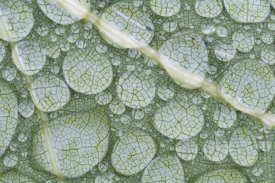 Scott Leslie - Water droplets on leaf, Annapolis Valley, Nova Scotia, Canada
