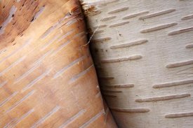 Scott Leslie - Paper Birch bark peeling, Cape Breton Highlands National Park, Nova Scotia, Canada