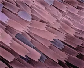 Albert Lleal - Indian Meal Moth wing detail at 210x magnification