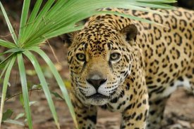 Thomas Marent - Jaguar peering through brush, Belize