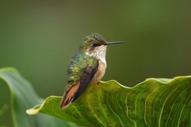 Thomas Marent - Scintillant Hummingbird female, Costa Rica