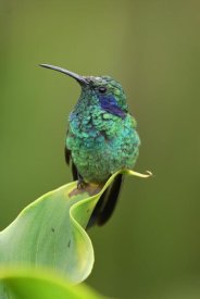 Thomas Marent - Green Violet-ear hummingbird perched on leaf, Costa Rica