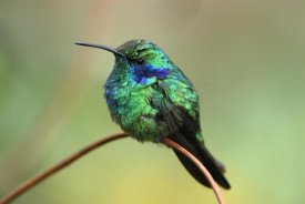 Thomas Marent - Green Violet-ear hummingbird perched on twig, Costa Rica
