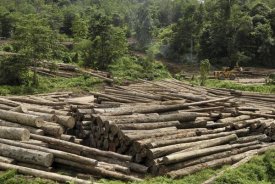 Thomas Marent - Logs in logging area, Danum Valley Conservation Area, Borneo, Malaysia