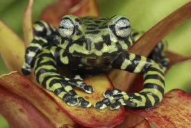 Thomas Marent - Tiger's Treefrog on bromeliad, new species discovered in 2007, Colombia