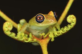 Thomas Marent - Green Bright-eyed Frog on a fern, Andasibe-Mantadia National Park, Madagascar