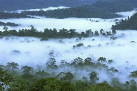 Thomas Marent - Canopy of lowland rainforest at dawn with fog, Danum Valley Conservation Area, Borneo, Malaysia