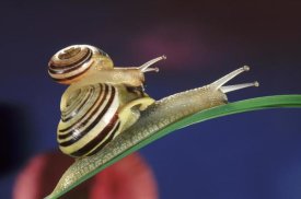 Jef Meul - Brown Lipped Snail small snail riding on the shell of a larger snail, western Europe