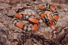 Claus Meyer - Aquatic Coral Snake on rock, Amazon forest, Brazil