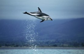 Hiroya Minakuchi - Dusky Dolphin leaping out of water, New Zealand