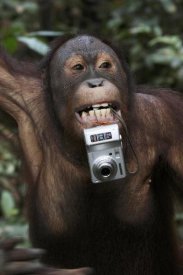 Hiroya Minakuchi - Orangutan with tourist's camera, Malaysia, Saba, Borneo