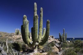 Hiroya Minakuchi - Cardon cacti, Santa Catalina Island, Sea of Cortez, Mexico