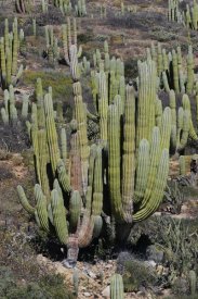 Hiroya Minakuchi - Cardon cacti, Santa Catalina Island, Sea of Cortez, Mexico