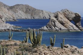 Hiroya Minakuchi - Cardon cacti, Santa Catalina Island, Sea of Cortez, Mexico