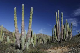 Hiroya Minakuchi - Cardon cacti, Santa Catalina Island, Sea of Cortez, Mexico