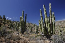 Hiroya Minakuchi - Cardon cacti in desert landscape, Santa Catalina Island, Mexico