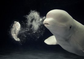 Hiroya Minakuchi - Beluga whale blowing toroidal bubble ring, Shimane Aquarium, Japan