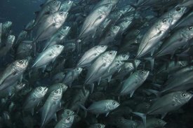 Hiroya Minakuchi - Bigeye Trevally school swimming off Sipadan Island, Celebes Sea, Borneo