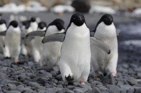 Hiroya Minakuchi - Adelie Penguin group marching to colony, Antarctic Peninsula, Antarctica