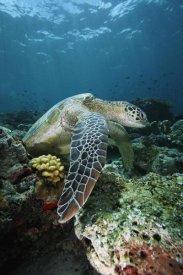 Hiroya Minakuchi - Green Sea Turtle on coral reef, endangered, Sipadan Island, Celebes Sea, Borneo