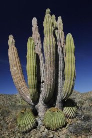 Hiroya Minakuchi - Cardon cactus with other cacti at base, Santa Catalina Island, Sea of Cortez, Mexico