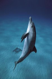 Hiroya Minakuchi - Atlantic Spotted Dolphin pair swimming underwater, Little Bahama Bank, Bahamas, Caribbean