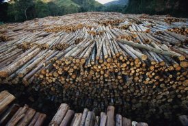 Mark Moffett - Gum Tree lumber, the world's biggest source of Eucalyptus pulp for paper, Atlantic forest, Brazil