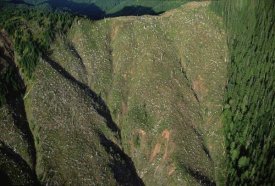 Mark Moffett - Clear cutting, Olympic National Park, Washington