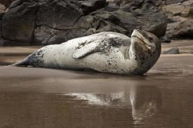 Colin Monteath - Leopard Seal on Otanerito Beach, New Zealand