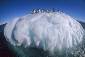 Colin Monteath - Adelie Penguin group riding sculpted iceberg, Terre Adelie Land, east Antarctica