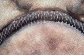 Flip Nicklin - Swell Shark close-up of teeth