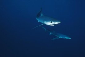 Flip Nicklin - Blue Shark pair underwater, California