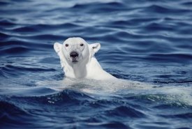 Flip Nicklin - Polar Bear swimming, Baffin Island, Nunavut, Canada