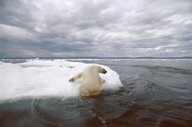 Flip Nicklin - Polar Bear hauling out on ice floe, Wager Bay, Canada