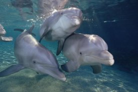 Flip Nicklin - Bottlenose Dolphin trio underwater, Waikoloa Hyatt, Hawaii