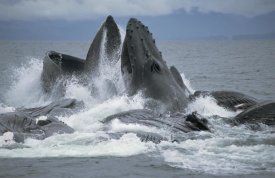 Flip Nicklin - Humpback Whale cooperative gulp feeding on herring school, Southeast Alaska