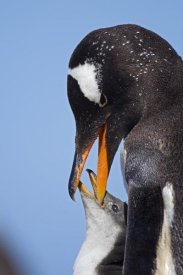 Heike Odermatt - Gentoo Penguin adult feeding chick, Falkland Islands, South Atlantic Ocean