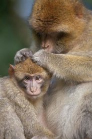 Heike Odermatt - Barbary Macaque mother grooming baby, Affenberg SalemLake, Constance, Germany