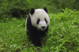 Pete Oxford - Giant Panda standing in vegetation, Wolong Nature Reserve, China