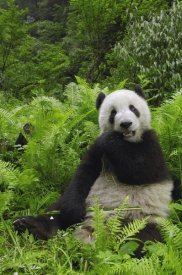 Pete Oxford - Giant Panda eating bamboo, Wolong Nature Reserve, China