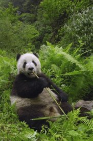 Pete Oxford - Giant Panda eating bamboo, Wolong Nature Reserve, China