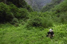 Pete Oxford - Giant Panda sitting in vegetation eating, Wolong Nature Reserve, China